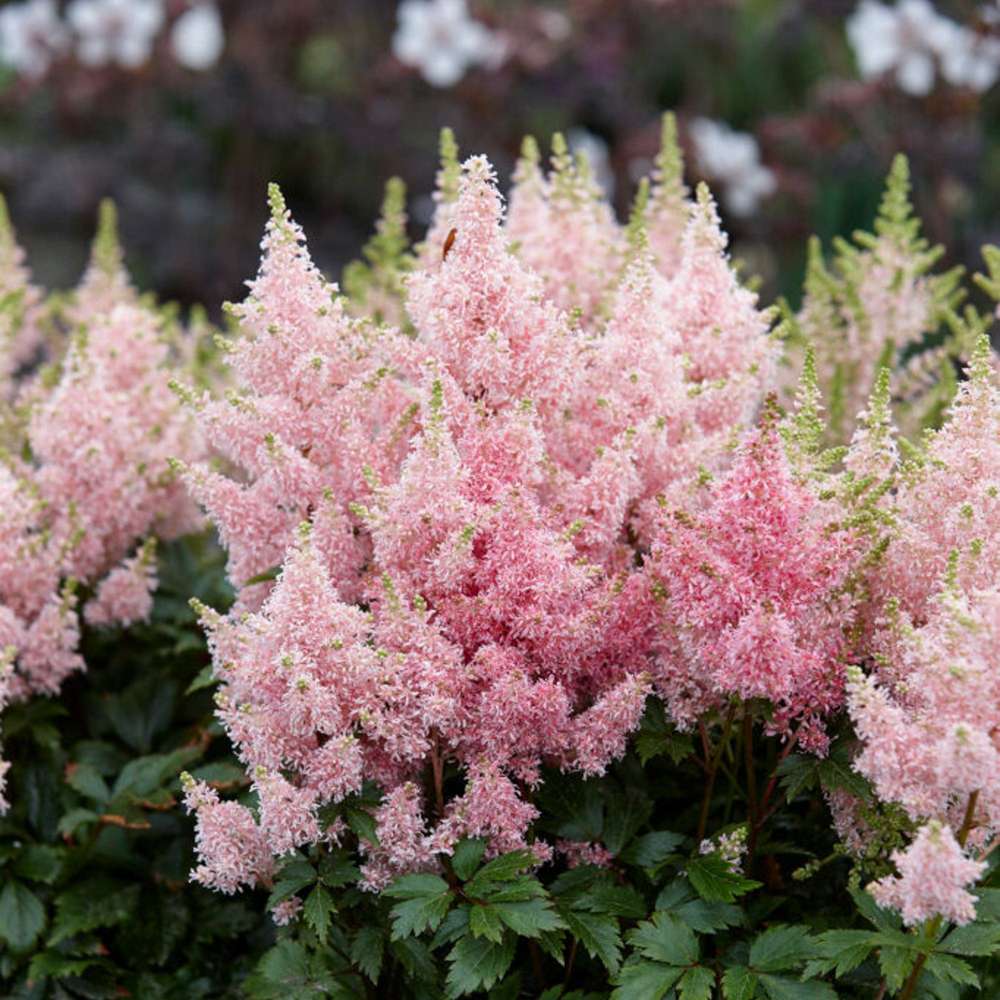 Astilbe 'Younique Salmon'